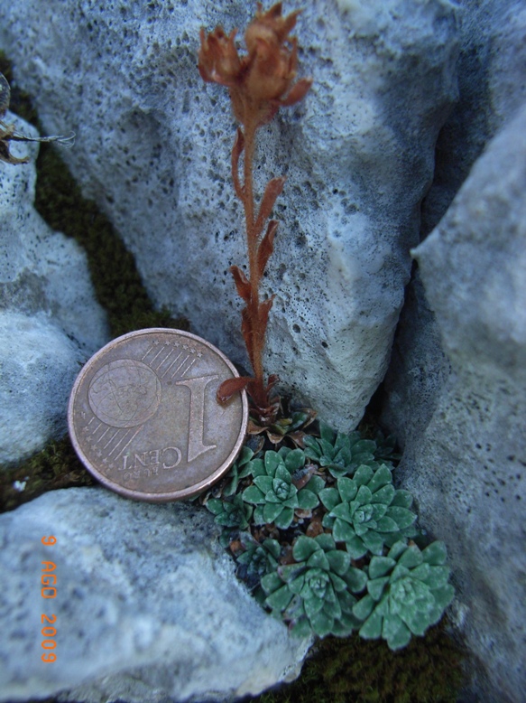 monte Miletto - Saxifraga porophylla